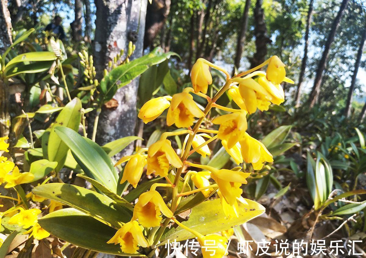 养花试试这几款,漂亮的花,看上去很清凉,超美