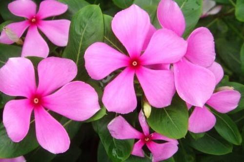 能手|4种花是爆盆能手,埋土里就活,不用管也能花开不断