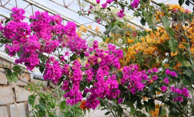 养三角梅,“5招”伺候,花芽不断冒,全年开花不断,一茬接一茬