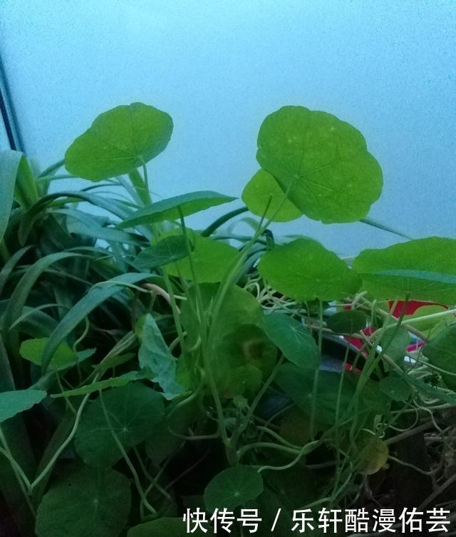 金丝荷叶花。不开花,看叶子也挺好看的