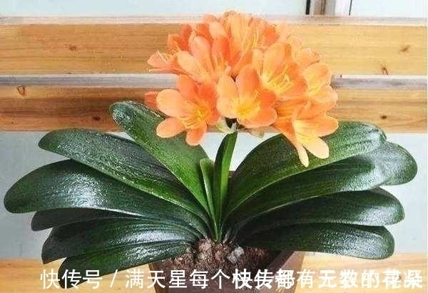 此种“液体”黏糊糊,家家都倒掉,殊不知用来养花,却是“宝”