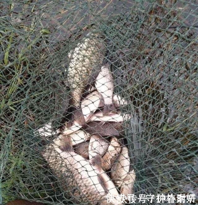 钓鱼|大爷洪水边上钓鱼，汹涌河水中钓起一“大物”，顿时心神不安