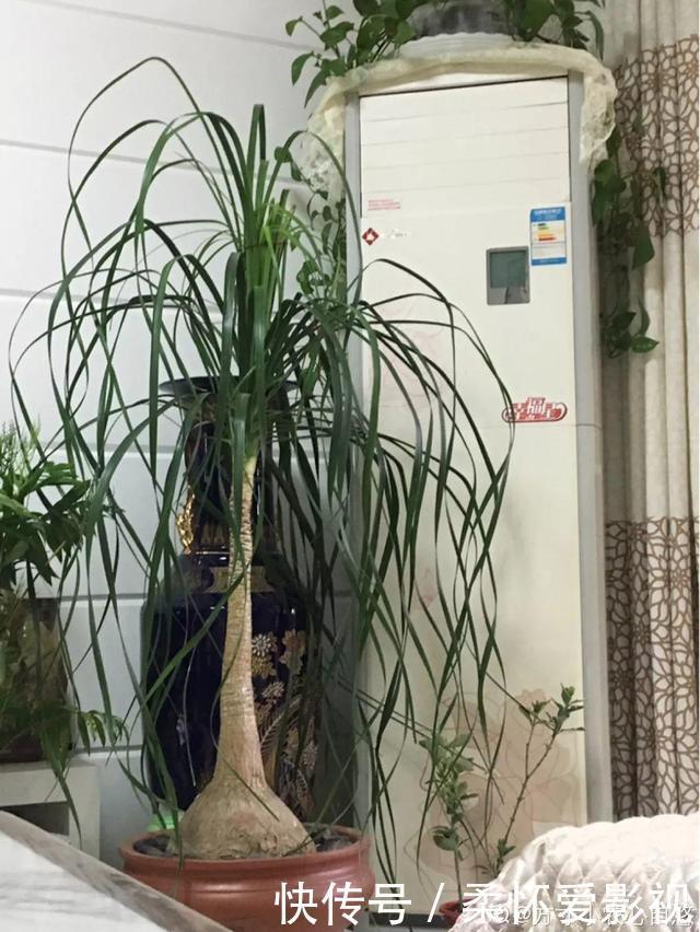 这10种耐旱花,2个月不浇水,叶子反而绿油油