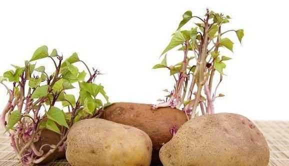 土豆发芽快丢掉,但2种食物发芽之后,营养价值却会翻倍!