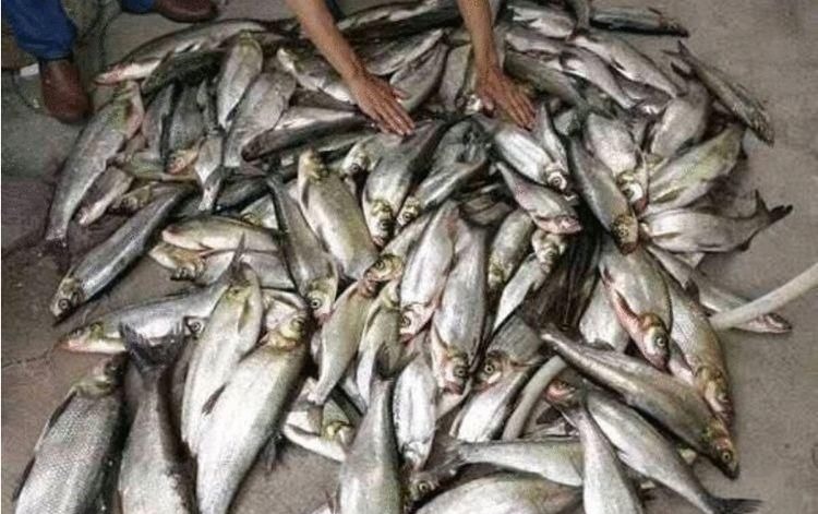 钓鱼人最痛恨的泥鳅党，被罚！装备全没收，真是大快人心！