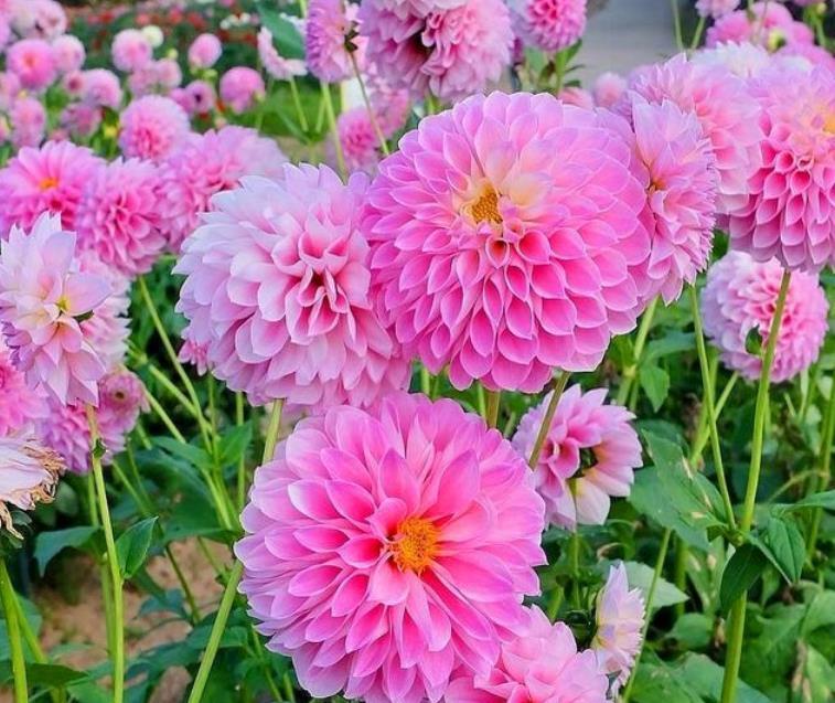 养花就养3种花,好养易活花量大,寓意吉祥人人爱,家里养真适合