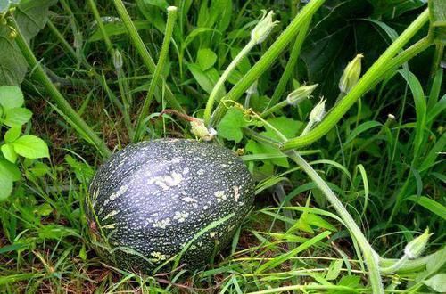 它的叶子是极品野菜,是胃部“好伙伴”,却常被忽视