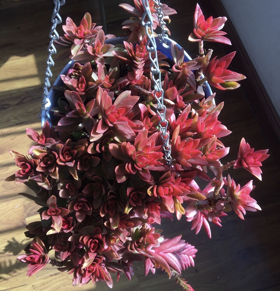 皮实的4种多肉,一年变成老桩,新手、老手都喜欢