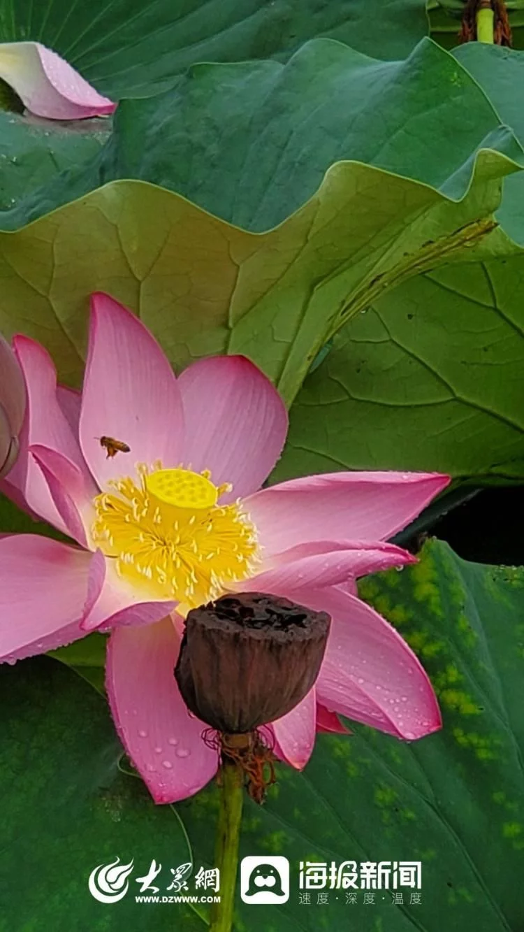 天下风物——《秋天的童话｜雨中赏荷邂逅别样诗意》风光题照
