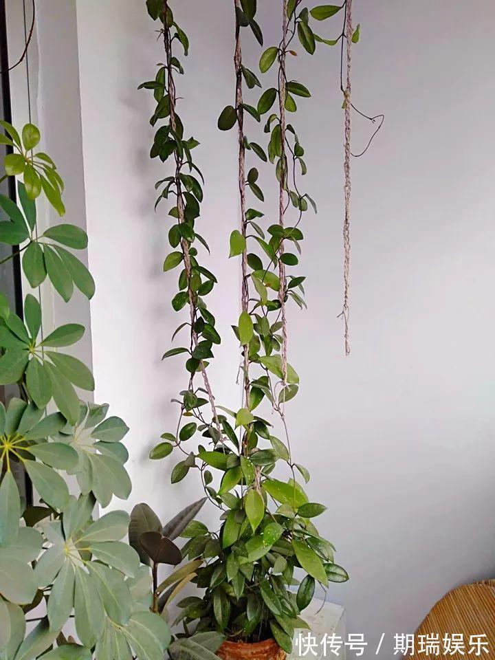 比绿萝还耐阴的花，养1盆能爬上房顶，开花比香水还香！