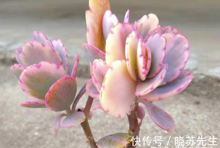 伽蓝菜|多肉蝴蝶之舞,微风拂过时,其叶片就像翩翩起舞的彩蝶,迷煞人也