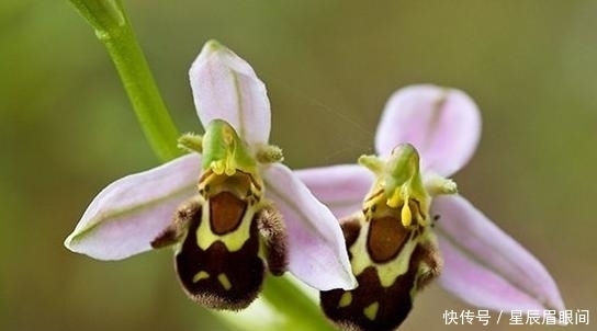 动物|花儿也疯狂,明明是花,就是不认输,非要长的和动物一模一样