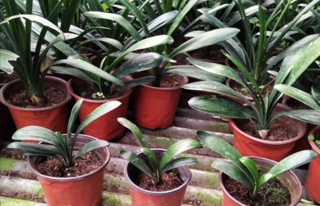 养花用松针土,3件细节要做好,否则对花卉生长不利