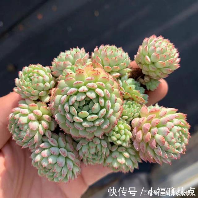 这10种多肉不太好养,爱黑腐、化水,养起来没有成就感