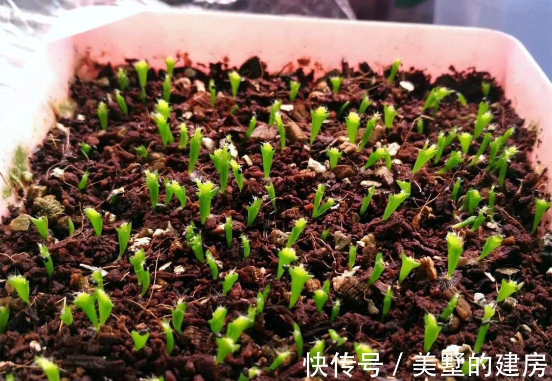 修剪|6种“漂亮花”,开完花别修剪,长满黑种子,第二年有惊喜