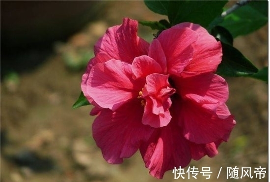 郁金香|十大不能家养的植物 最香的花可以导致神经衰弱