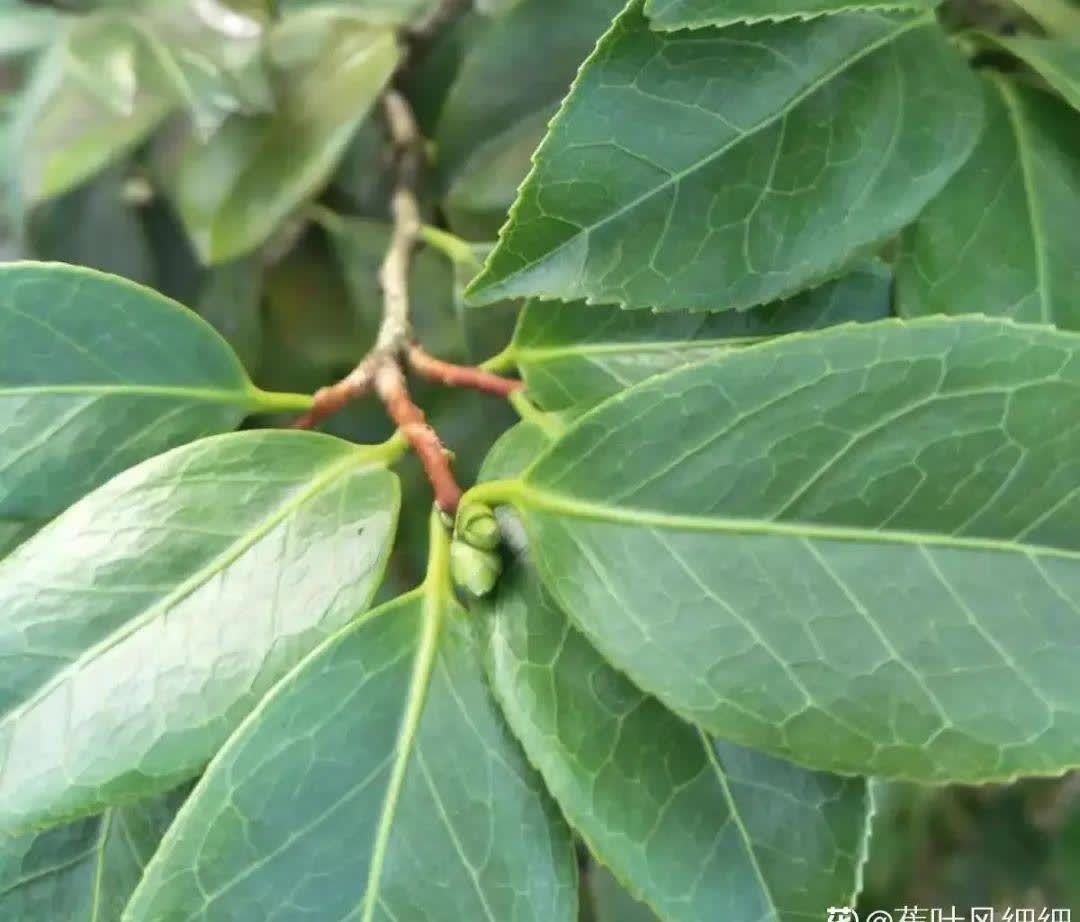 蝴蝶兰开花不是一次性，花后剪一剪，还能继续开花