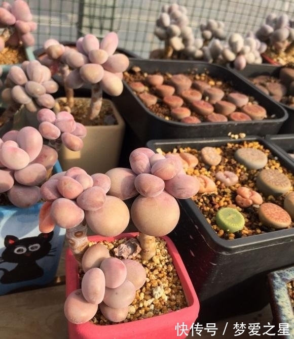 桃蛋养出“丸叶”，选用拇指盆，土里加点颗粒肥，嗖嗖胖成球