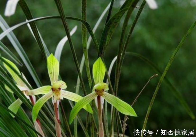 做好|春兰花箭长不高?原因只有1个,下次促花做好,花箭拔高开花棒!