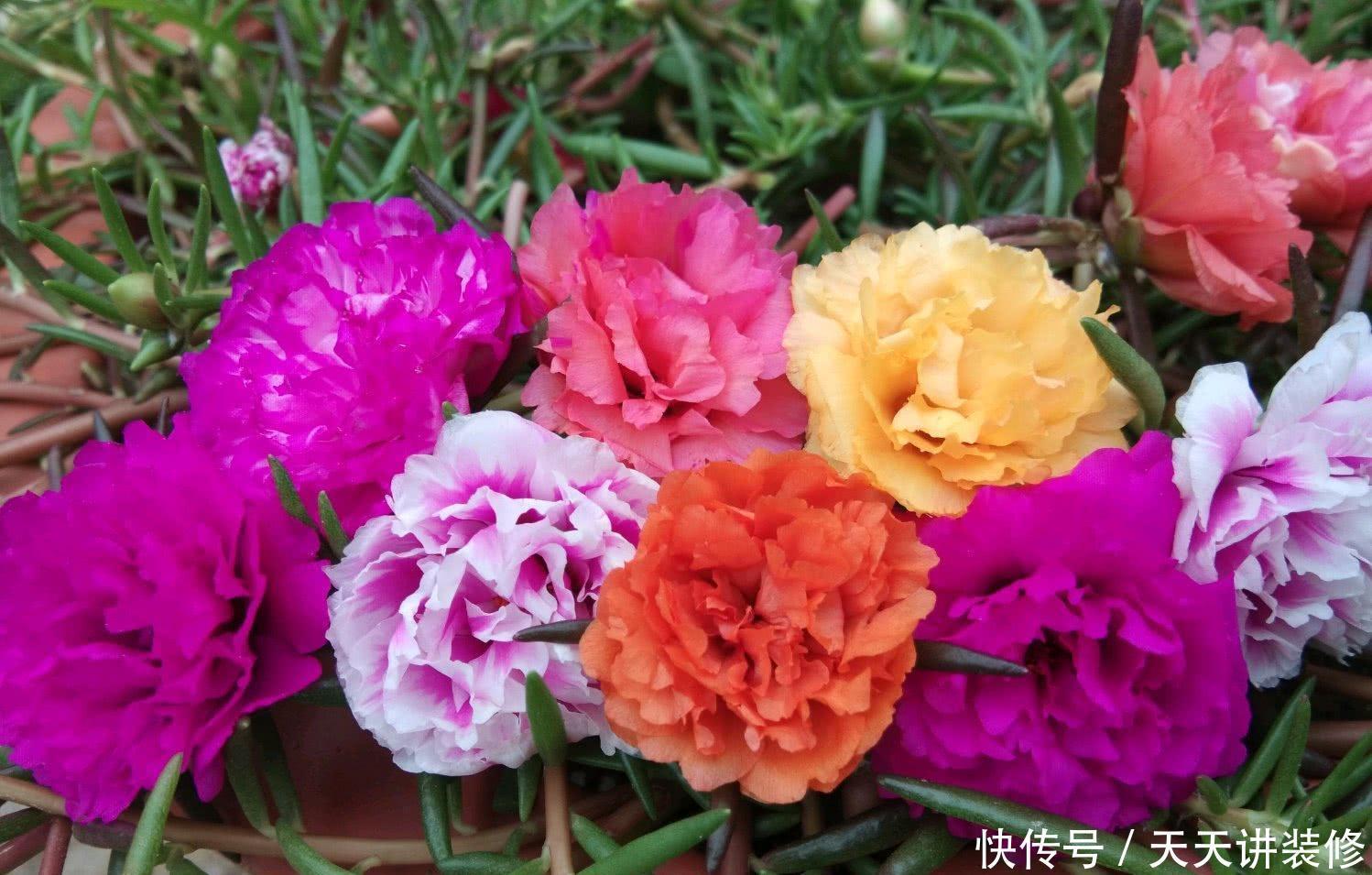 侧芽|5种花，夏天要“狠修剪”，剪的越多，花枝越多，好度夏