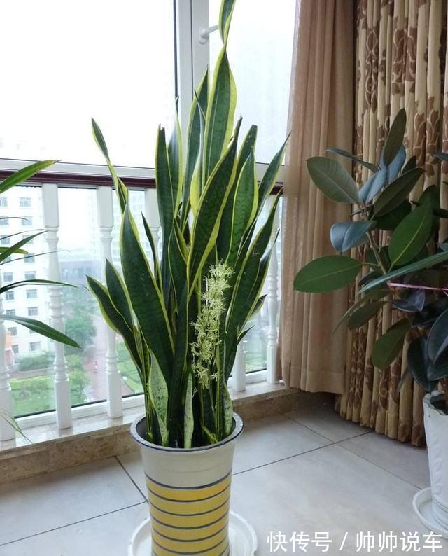 湿布|虎皮兰最怕“三种水”，室内养护需避开，憋出小崽，绽放层叠群兰