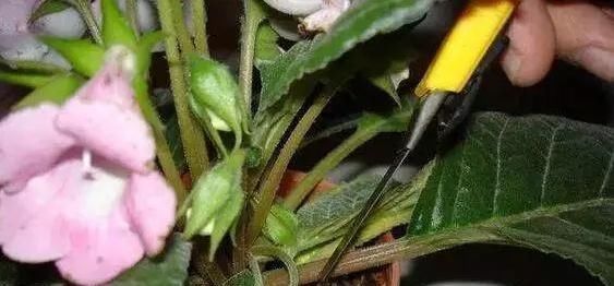 叶片|这2种花,碰掉个叶子掉盆里,自己长1盆,比绿萝吊兰好养100倍