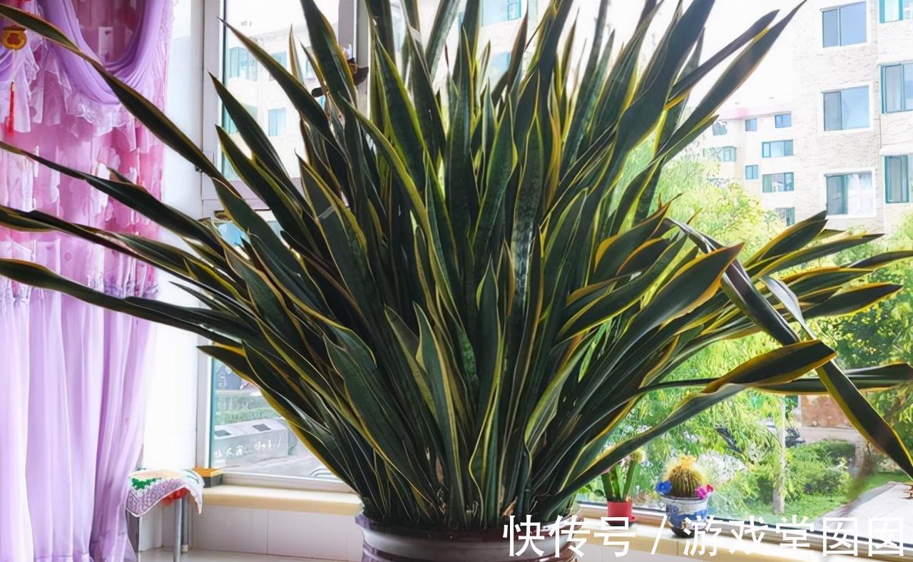 虎皮兰有“3喜2怕”，难怪不爱长新芽，现在纠正也不晚