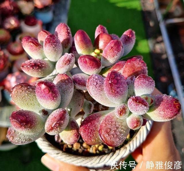 死翘翘|露养多肉万般好？做不好这3件事，一样死翘翘