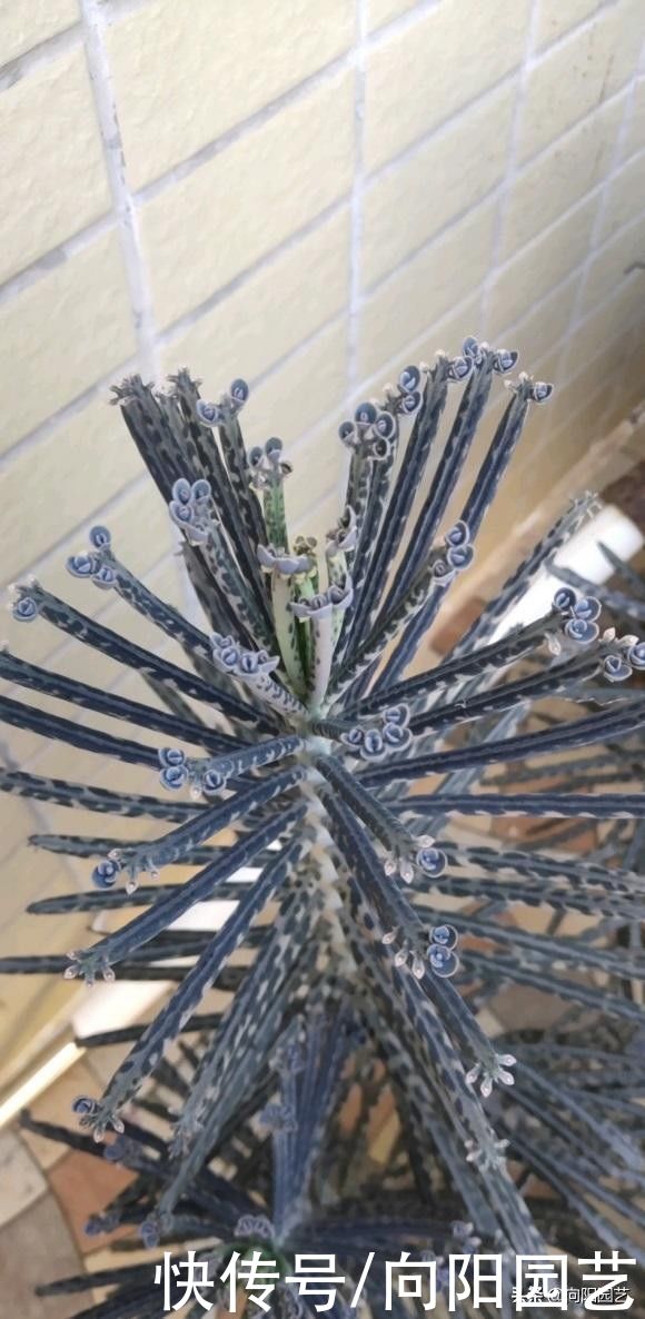 遗忘在阳台上的不死鸟，随意长一长，窜到1米高，小崽子无数