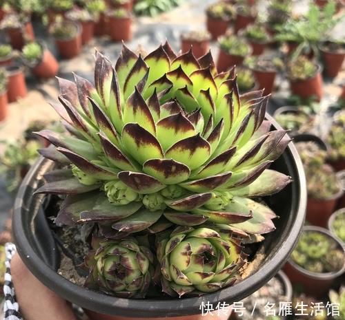 多肉|6种多肉植物，好养护颜值高，上色美长满盆，值得养一盆！