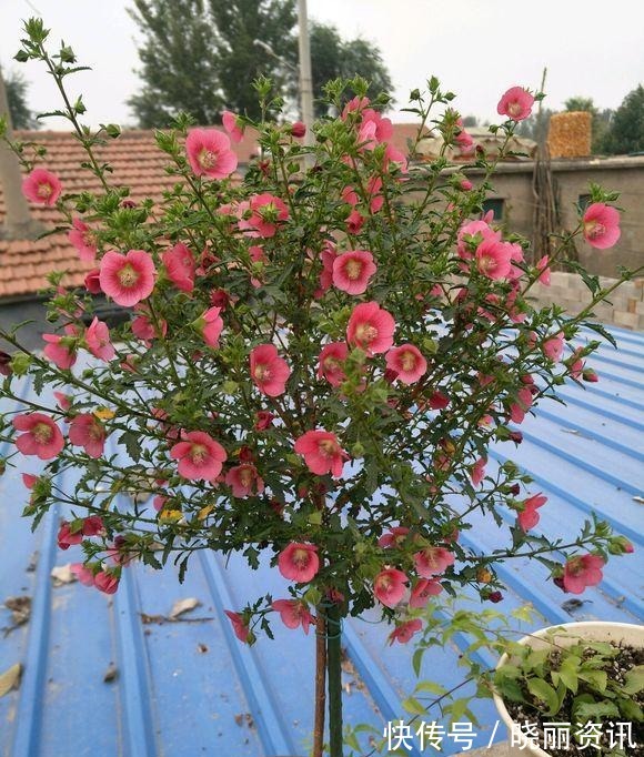 品种|小木槿有几个品种难怪别人的开花更漂亮,原来选错了品种!