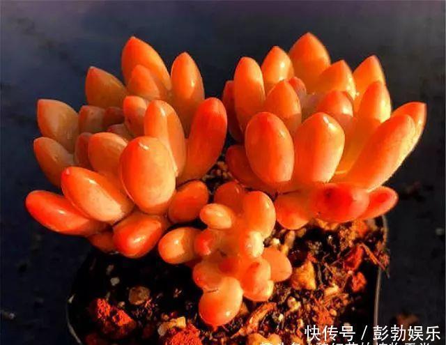 多肉中的“美人系列”,这10种是代表,养护简单颜值高,适合新手