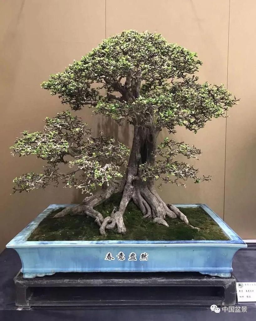 秋林|盆景养殖不在多而贵在精,你能养成这样吗?