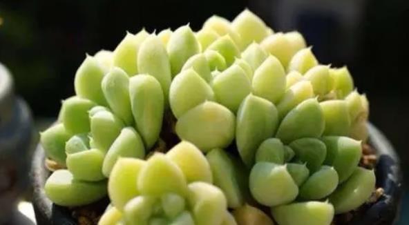 浇水|多肉应该怎么养?很多花友都做错了,教你多肉的正确养护方法