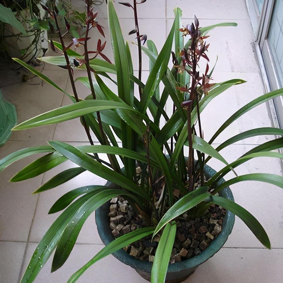 兰花忒难养?配个好土,咋养咋壮,花箭一米八,香喷喷的报岁花