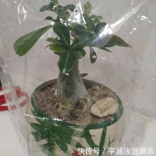 低温|低于5度,6种花一整个冬天不浇水,也能照样活