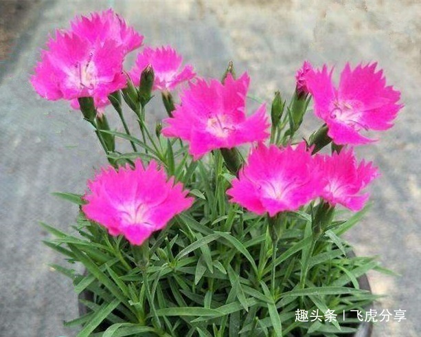 盆栽|五种常年不落花的居家盆栽,花开四季,比长寿花好看还好养