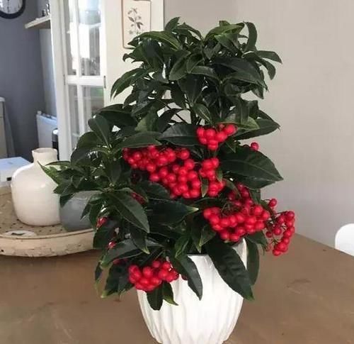 寓意好，代表富贵吉祥，3种“富贵花”，值得养