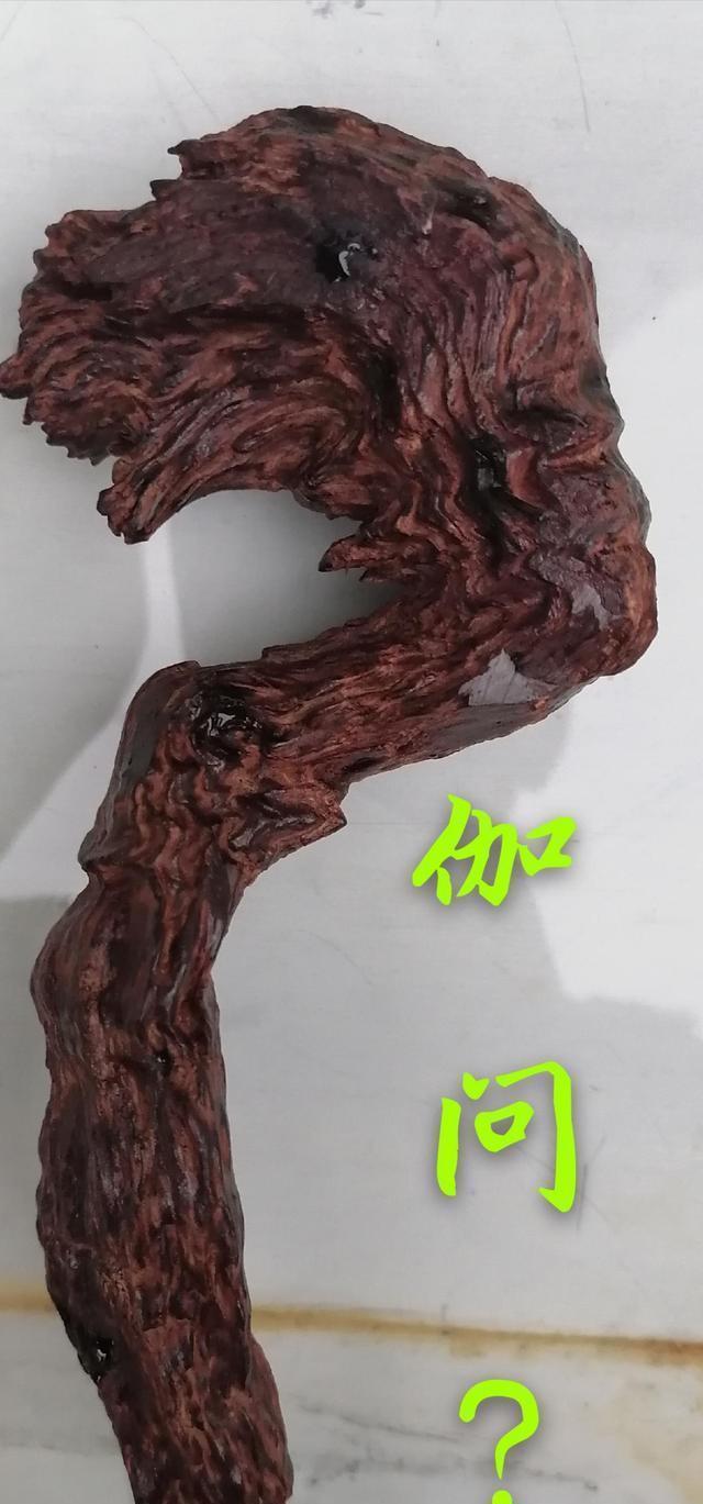 结香|伽南(奇楠)香与沉香的结香原理是一样吗