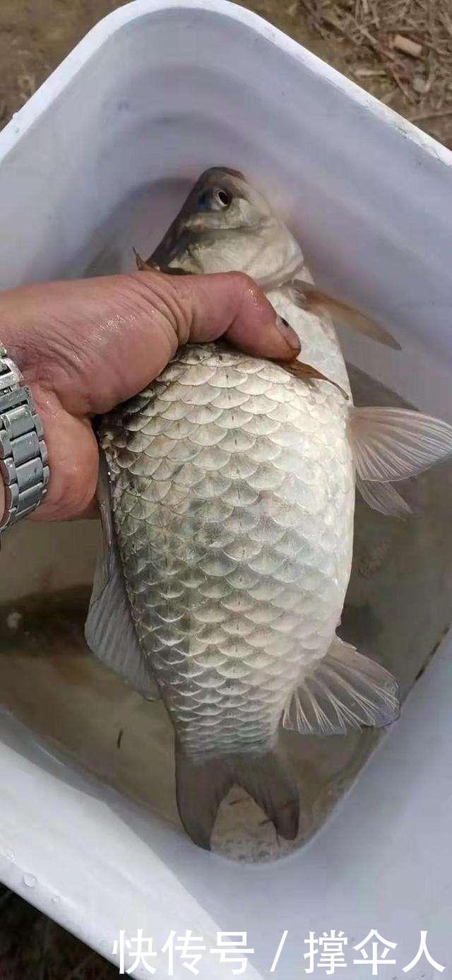 冬天如何钓好草洞?三个技巧让你渔获倍增---皇禾钓具