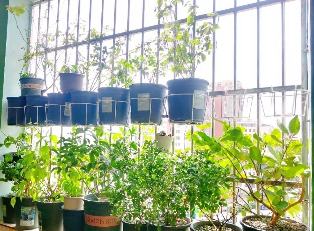 花养成光杆司令，别扔了、还有救，3天起死回生！