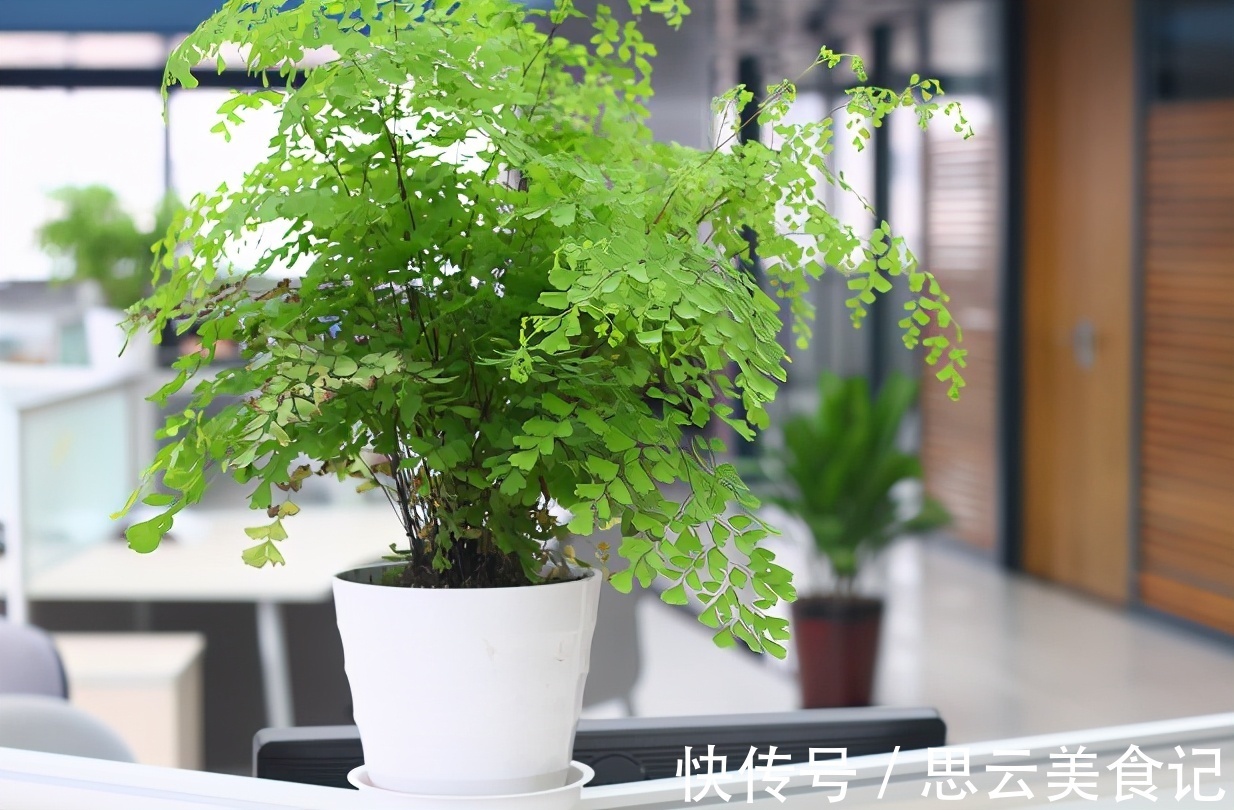 卫生间|卫生间养花，首选这4种耐阴不怕潮的植物，长势好、空气更清新