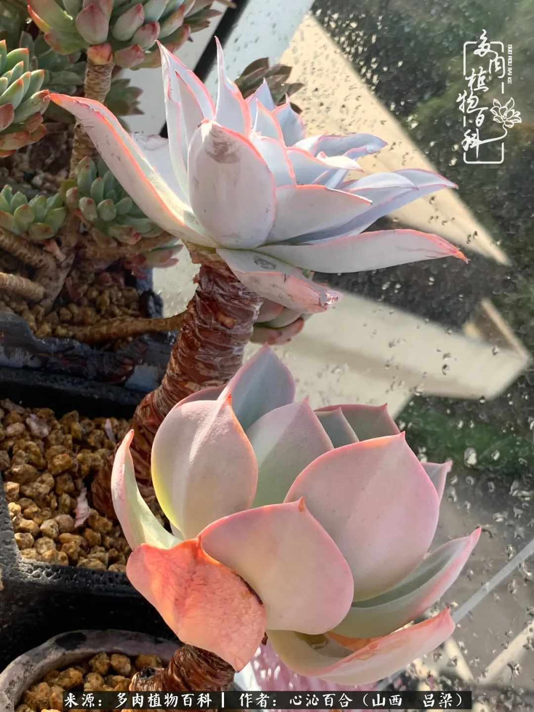 夏季的多肉，绿色才是主色调！努力呵护，期待绽放的那一刻！