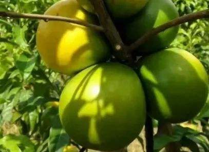 零食|女性不想子宫早衰,晚上当零食吃几个,保养卵巢,更显年轻