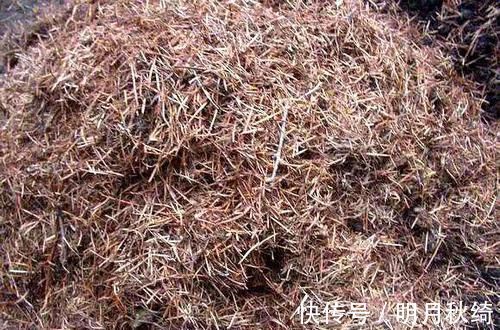 松针|养花还烂根吗?3种东西随便撒一把,根不烂,长的粗,开花刹不住