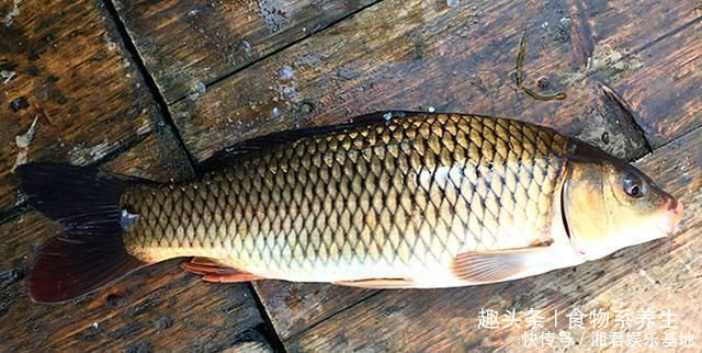 可惜|它曾是“四大名鱼”之一,想吃靠运气,如今5元一斤没人买,可惜