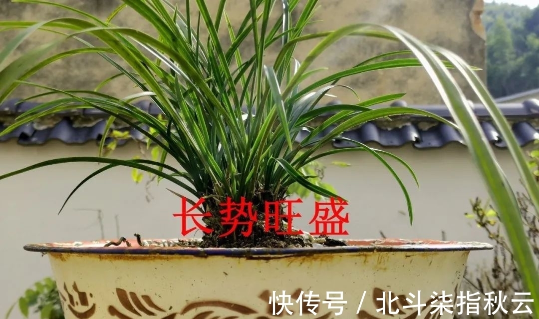 兰花要挤着长,所以不要使用大花盆?别再被误导了