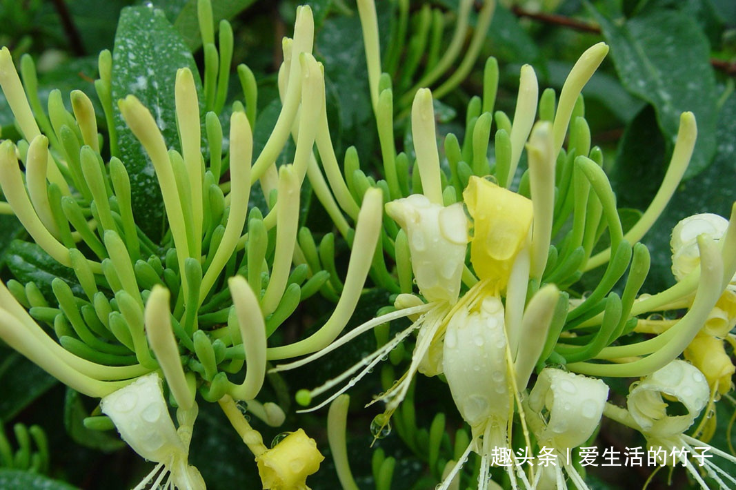 金银花和山银花的区别，认识一下，根据需要，可以区分就好