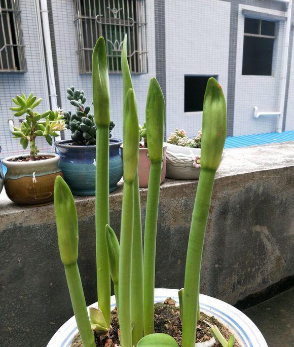 蟹爪兰|八月适合入手“6种花”，好养又漂亮，天气转凉更利于开花