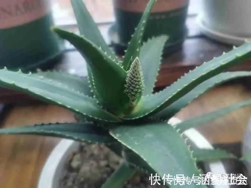 花根|这6种花,浇水越多死的越快,千万管住手,少浇水长得旺